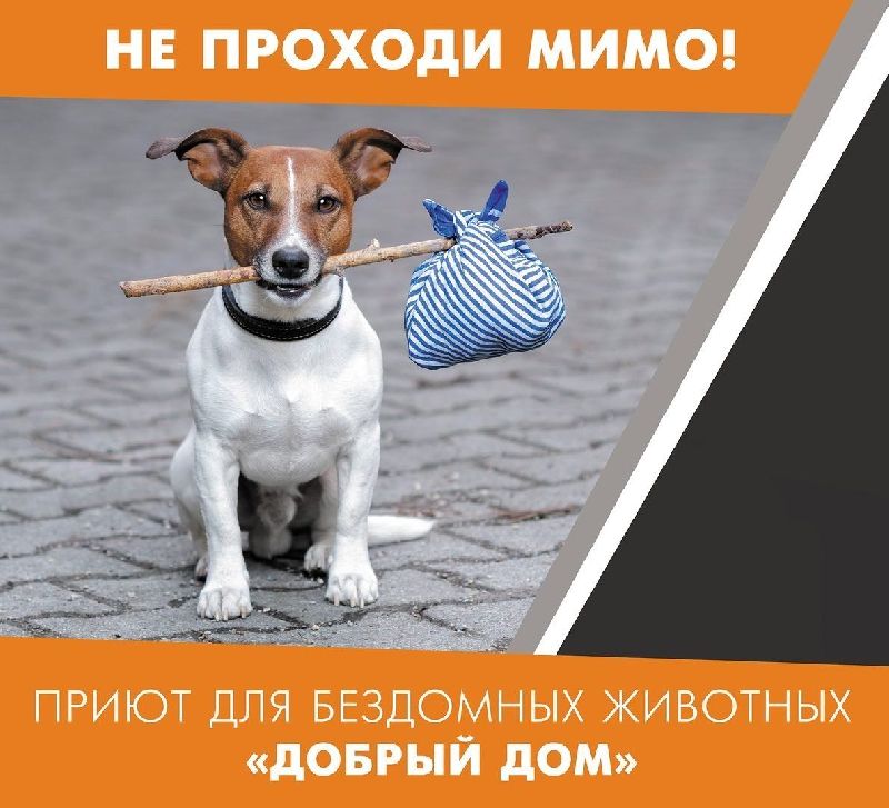 всемирный день бездомных животных 19 августа